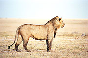 Picture 'KT11_35 Lion, Kenya, Amboseli'